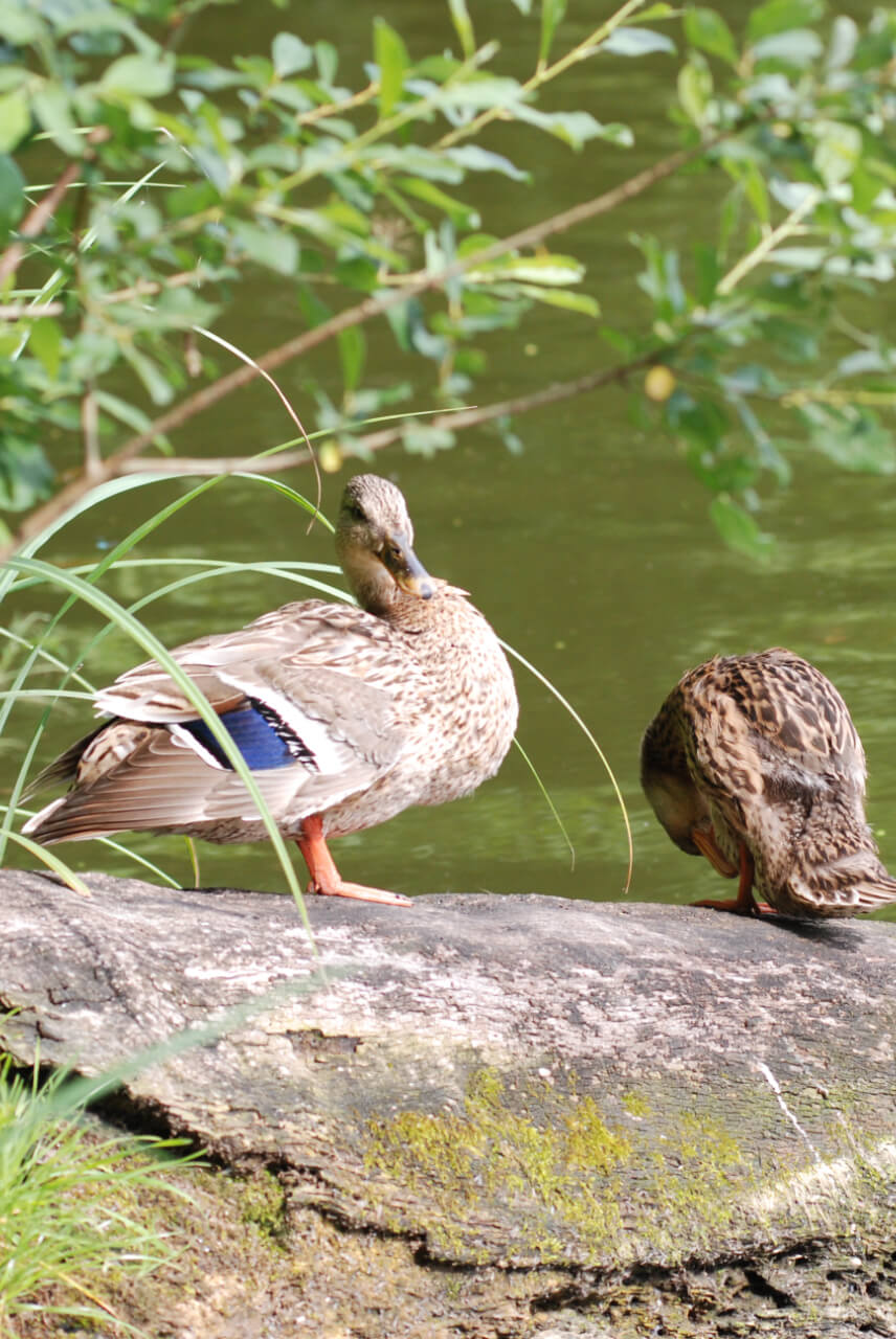 Gesundheitswochen in Lilienthal!